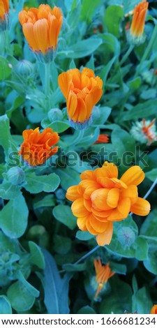 Orange calendula flowers on a background of unusual blue-green grass. Beautiful spring floral background. Mystical picture.