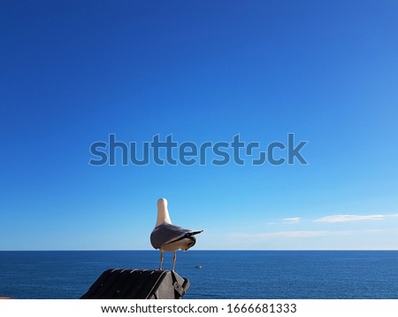 Single seagull standing on a wall looking at the sea, blue sea and sky on a bright sunny day