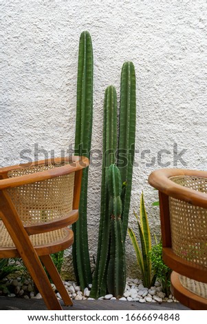 Cactus on a wall with chairs next to it