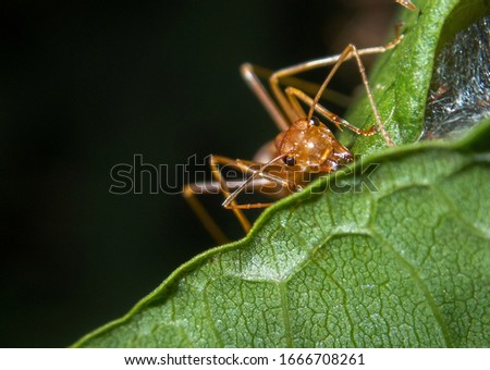 Red ant on leaf in nature Black background, Selective focus(Blured)