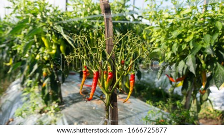 The chilli rot and fall because of pests. Spraying treatment must be done every day so as not to be affected by pests