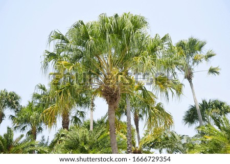 Pictures of palm trees and sun in summer