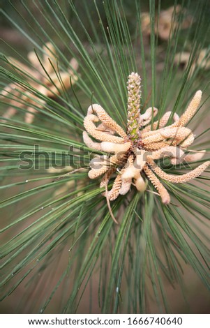 A selective focus macro image of new growth on a  Loblolly Pine, Pinus taeda, with pollen-bearing bloom in March in south Louisiana. Royalty-Free Stock Photo #1666740640