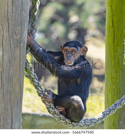 Young chimpanzee at the zoo 