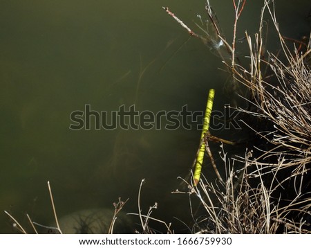 A discarded yellow pencil floats on a green murky pond