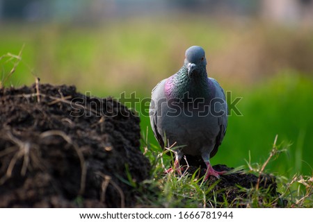 the beautiful pigeon standing in the ground looking for food I captured this picture in the golden light the pigeon is very hungry it is very careless and nicely take this beautiful shot