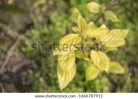 Pictures of young leaves on a branch