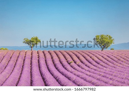 Summer floral panoramic landscape. Soft blue sky over blooming purple lavender flowers. Idyllic nature landscape, green trees. Beautiful bright natural landscape in the summer time, tranquil scenic