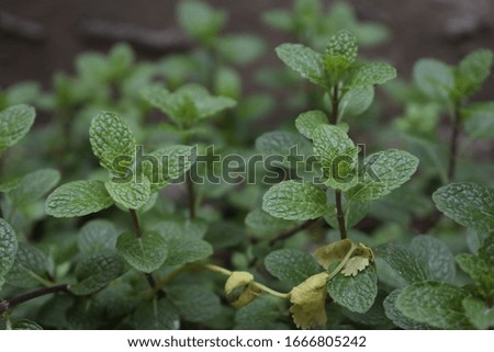 There is herb of mint plant, the picture was captured in the morning. The mint plant is wet because of heavy rain. These are natural mint green leaves.