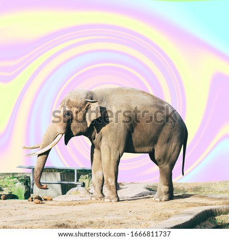 Elefant on psychedelic colorful sky background in tie dye style. Wildlife concept. Surreal art collage