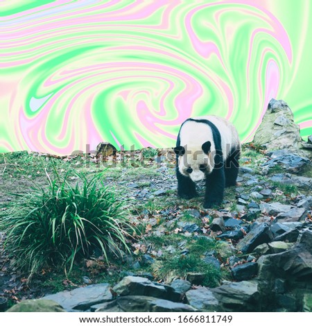 Cute panda bear walks on stones. Psychedelic colorful sky background in tie dye style. Wildlife concept. Surreal art collage. 