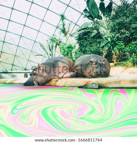 Hippopotamus drinks water from psychedelic colorful lake in tie dye style. Wildlife concept. Surreal art collage. Zoo. 