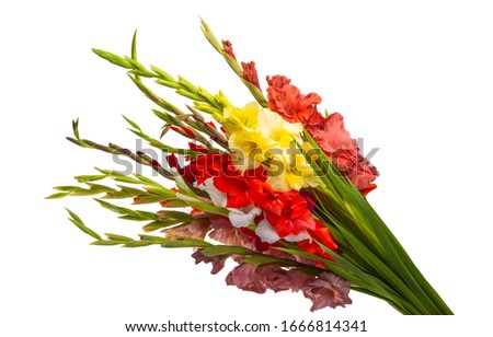bouquet of gladioli isolated on white background Royalty-Free Stock Photo #1666814341