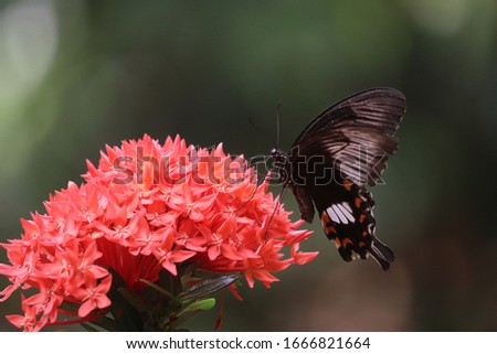 Butterfly sitting on the flower taking the honey