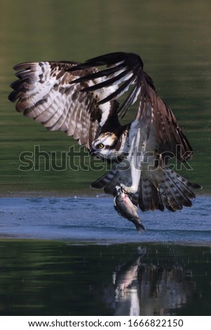 Ospreys search for fish by flying on steady wingbeats and bowed wings or circling high in the sky over relatively shallow water. They often hover briefly before diving, feet first, to grab a fish.