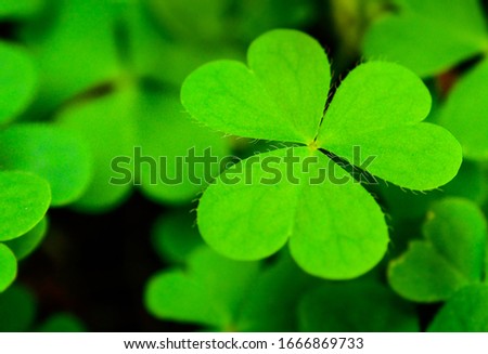 Background green three-leaved shamrock, St.patrick's day celebration holiday symbol