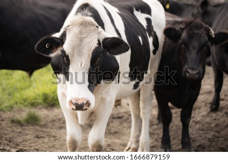 black and white cow with other black cows in the background on a farm. Bos taurus Royalty-Free Stock Photo #1666879159