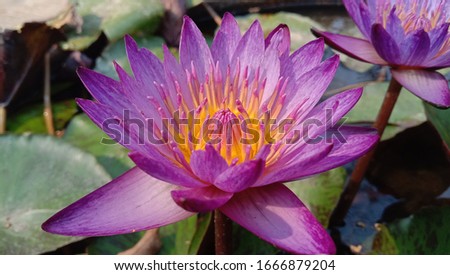 close-up of lotus flower on the at sunny day, purple lotus, yellow stamen