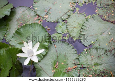 White lotus flower,Holy day,Lotus leaf