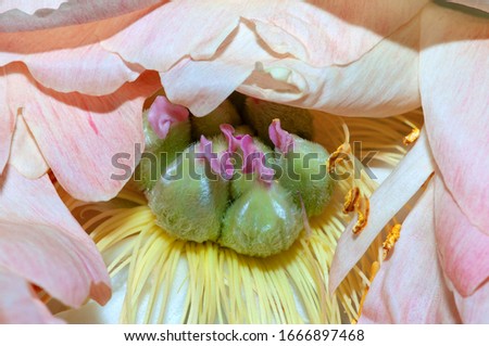 macro shot of a pestle and stamens of a peony flower