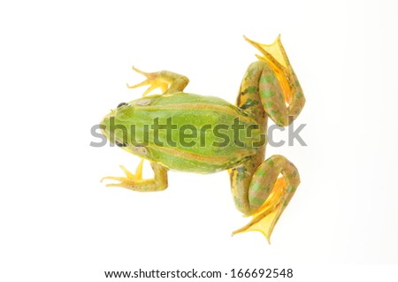 Frog isolated on a white background, and close-up pictures  