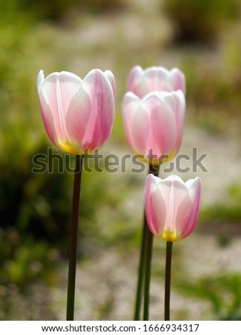 Tulips flowers pink. Shallow depth of field.