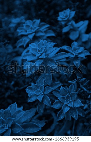 Classical blue succulents. Dark picture of exotic plants. Color 2020. Tropical theme. 