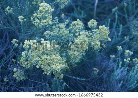CLOSE VIEW OF CURRYBUSH WITH YELLOW FLOWERS IN A PARK