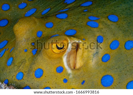 close up picture of blue spotted sting ray