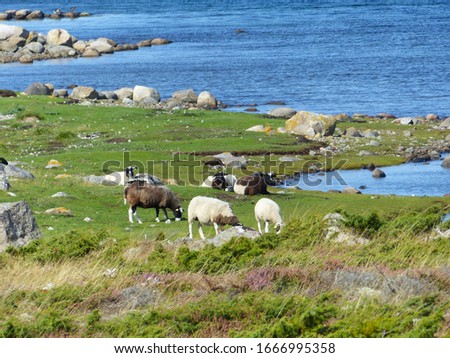 Sheeps and landscapes in the Koster, Sydkoster and Nordkoster islands. Archipielago of Kosterhavets Nationalpark. Stromstad. Bohuslan. Sweden. Royalty-Free Stock Photo #1666995358