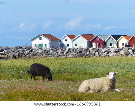 Sheeps and landscapes in the Koster, Sydkoster and Nordkoster islands. Archipielago of Kosterhavets Nationalpark. Stromstad. Bohuslan. Sweden. Royalty-Free Stock Photo #1666995361