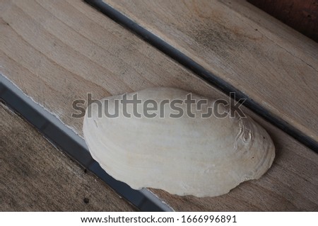 a shell lying on a table with foils