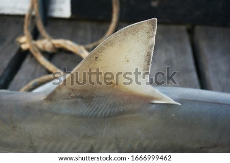 Closeup shark fin with selective focus. A shark caught by a local fisherman.                               