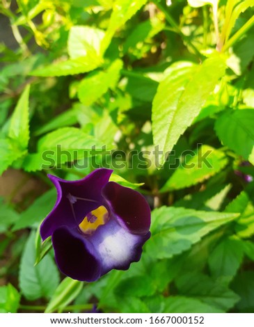 Beautiful,  Violet Flower, 100% natural, Flower focused,  Blurr Background 
