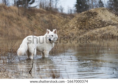 White swiss shepherd standing into water