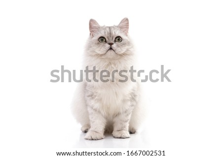 Persian cat sitting on white background,isolated Royalty-Free Stock Photo #1667002531