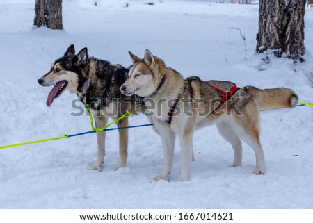 Close-up of two different colored Sibirian Husky dogs standing in the snow with harnes for dog sled connected, picture from Northern Sweden.  