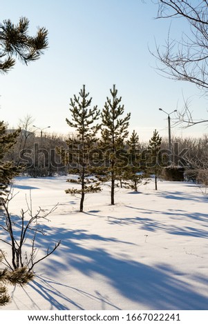 Winter landscape in the forest, clear sunny frosty day.