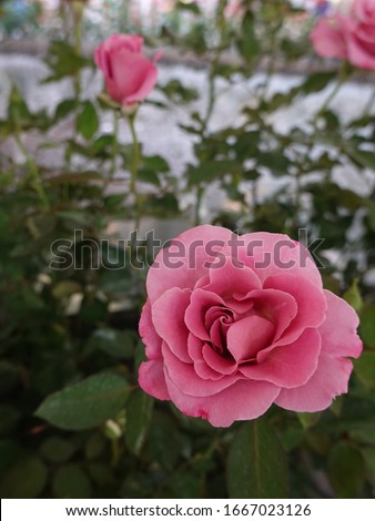 Roses planted in the garden are beautiful blooming fragrant, concept of home gardening in spring.