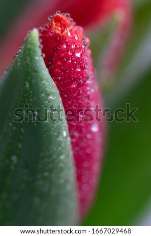 Spring Tulip buds macro. Vibrant Red pink orange fierce petals colors and fresh textured green leaves with shiny waterdrops in the spring sun light. Artistic, selective focus and blurred background.
