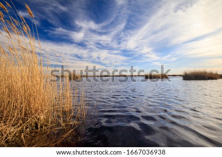 reed at lake neusiedl under blue sky in summer Royalty-Free Stock Photo #1667036938