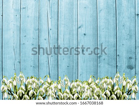 A frame of many snowdrops on an rustic light blue wooden background. Spring flowers. Spring background. Greeting card for Easter, Valentine's Day, Women's Day, Mother's Day. Top view.