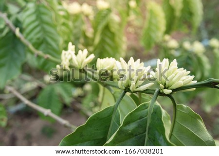 Coffee tree blossom with white color flower close up view, Coffee flowers blooming on coffee plant