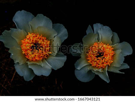 Against a dark background, two white peony flowers with orange-yellow hearts. Background ..