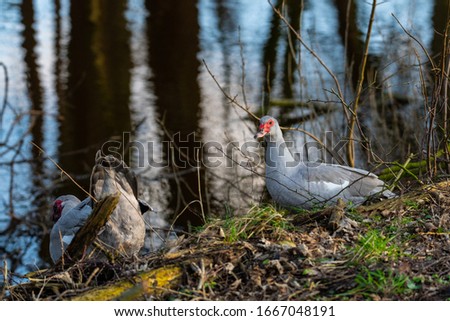 two  warty ducks are on a small river in northern germany