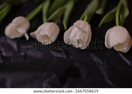 White tulips on a black background. Tulips Spring flowers. Photo of flowers on a postcard.