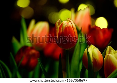 image of flower dark background