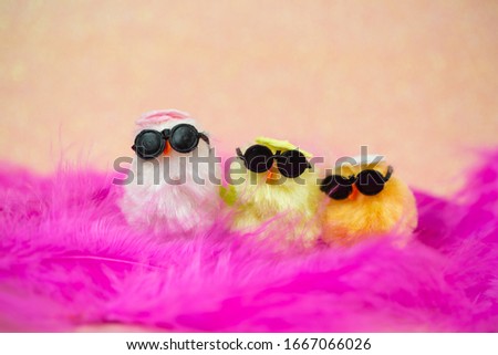 funny chicks on pink feather