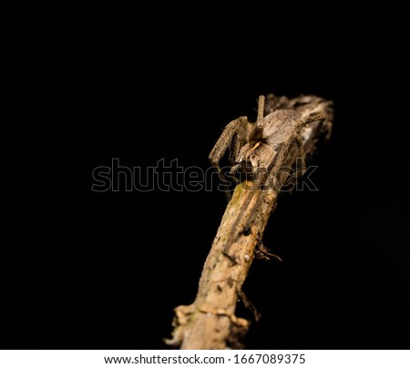 wolf spider sitting on a wood stick in spring time, hessen, germany