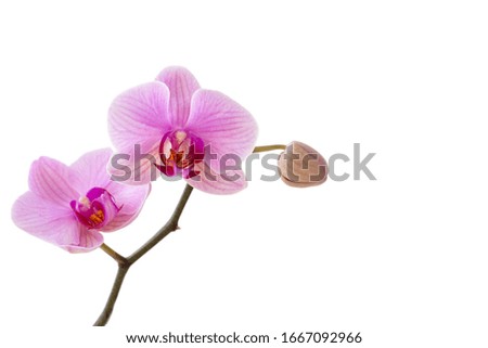 Flowering branch of a pink orchid. Isolate on white background with copy space.